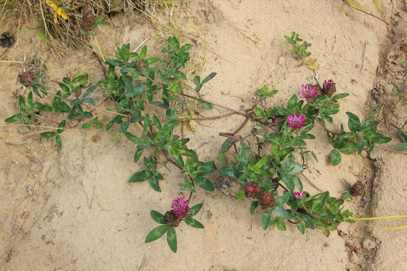 Изображение особи Trifolium pratense.