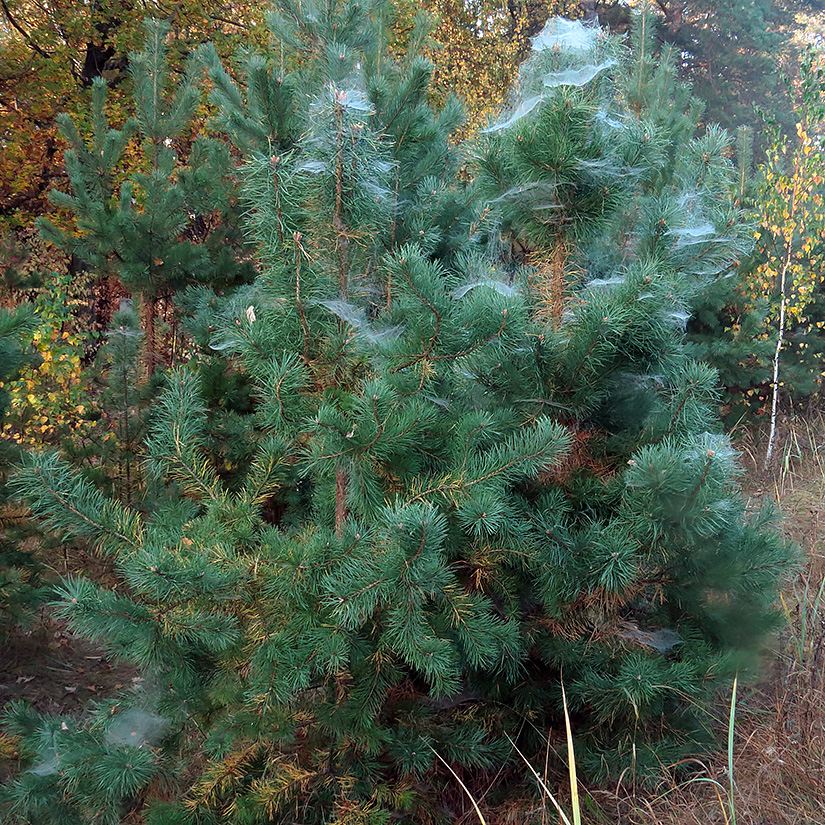 Изображение особи Pinus sylvestris.