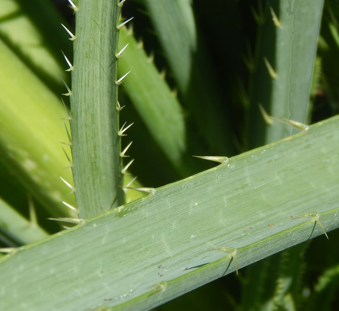 Image of Eryngium yuccifolium specimen.