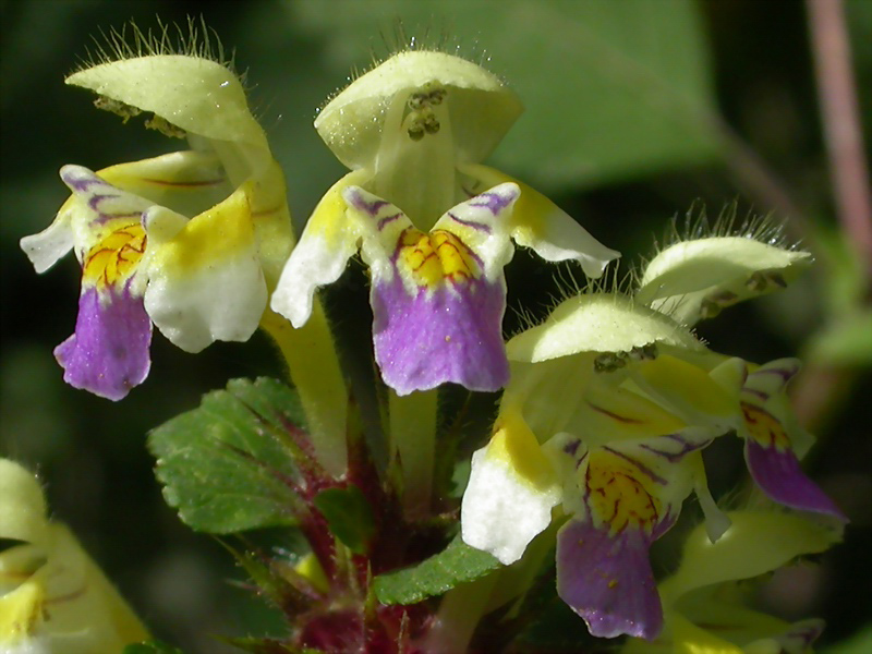 Image of Galeopsis speciosa specimen.