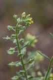 genus Alyssum