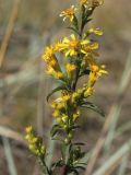 Solidago virgaurea. Часть общего соцветия. Псковская обл., Гдовский р-н, окр. дер. Кленно, ур. Тарабарово; побережье Чудского оз., песчаная пустошь за береговым валом. 09.08.2020.