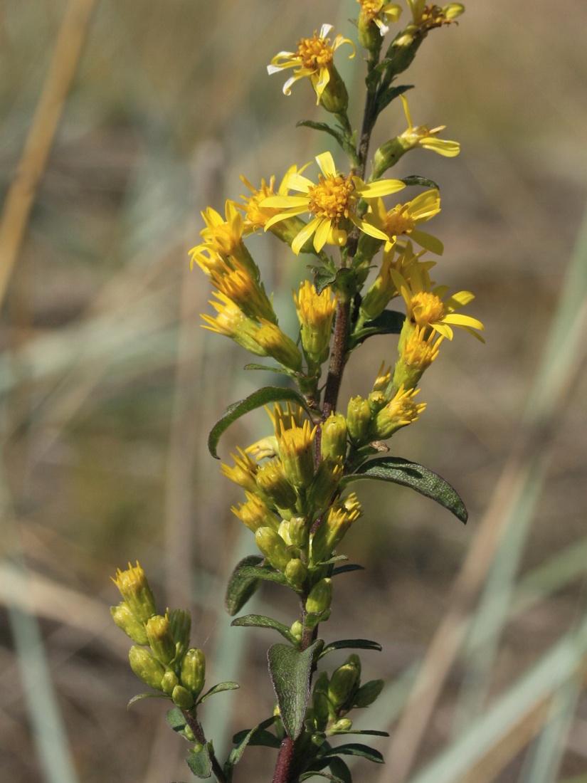 Изображение особи Solidago virgaurea.