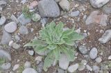 genus Verbascum. Вегетирующее растение. Грузия, край Самцхе-Джавахети, окр. пещерного монастыря Гельсунда; берег реки Кура. 04.05.2019.