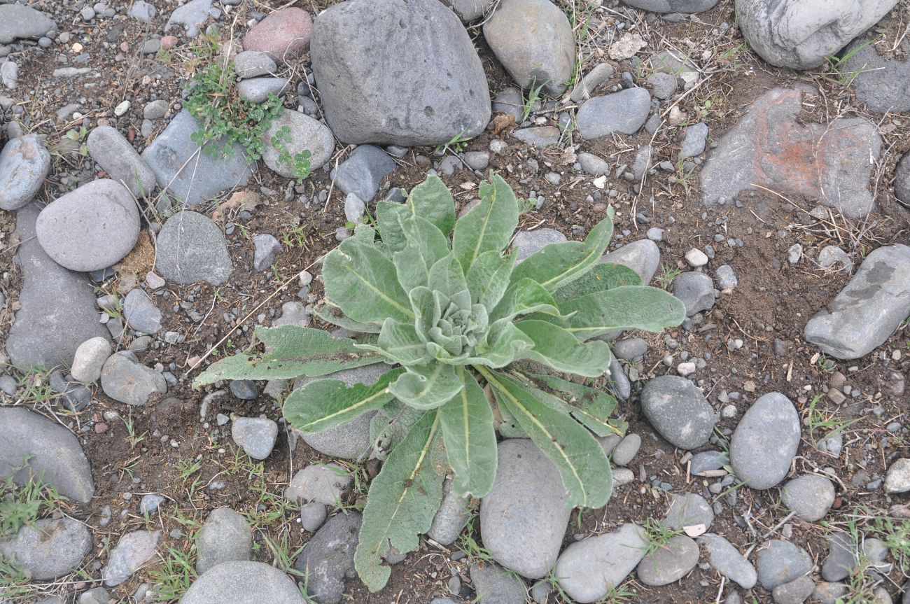 Изображение особи род Verbascum.