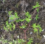 Geranium sibiricum. Цветущее растение. Архангельская обл., Вельский р-н, окр. пос. Усть-Шоноша, у ж. д. 28 июня 2010 г.