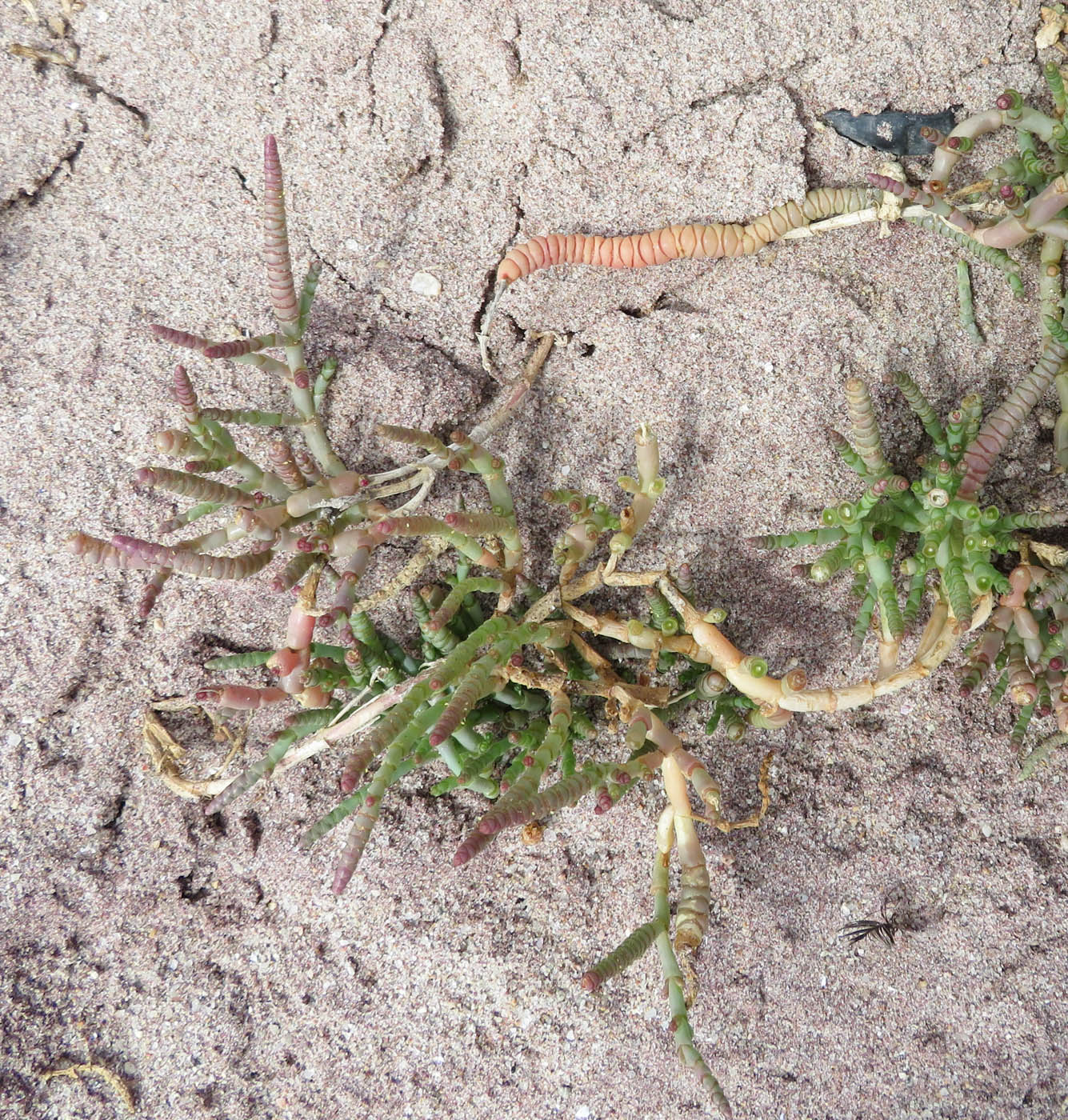 Изображение особи Salicornia natalensis.