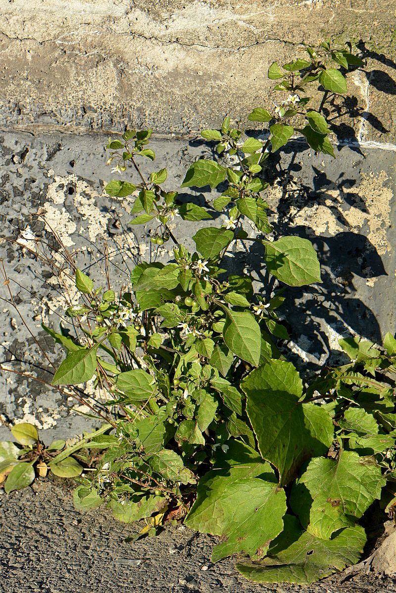 Изображение особи Solanum nigrum.