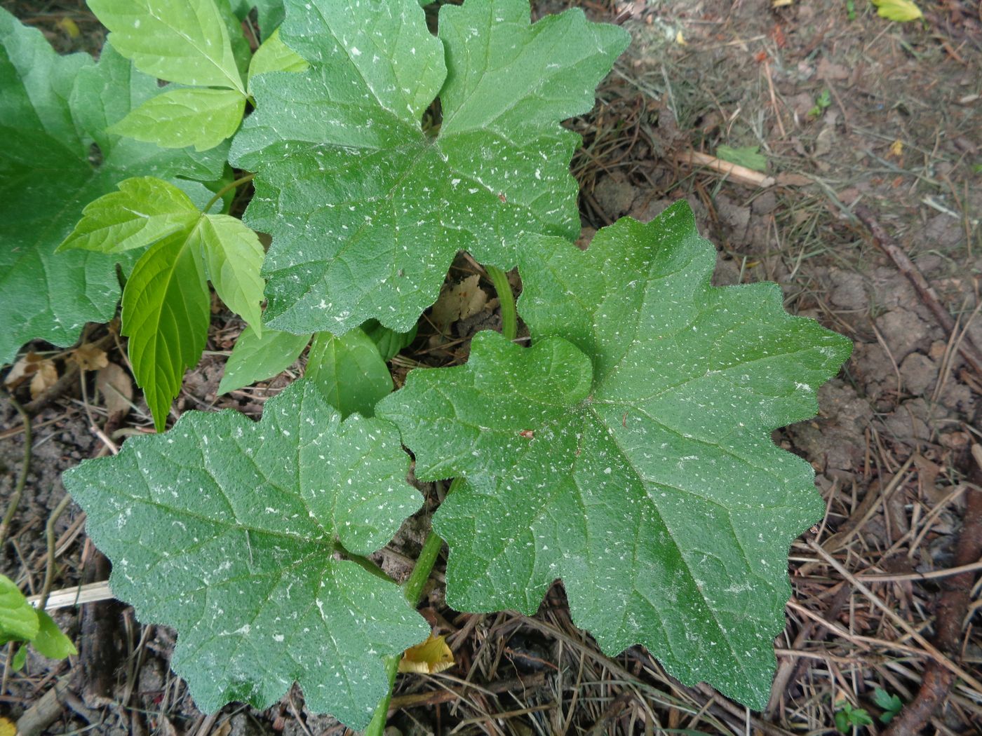 Image of Bryonia alba specimen.