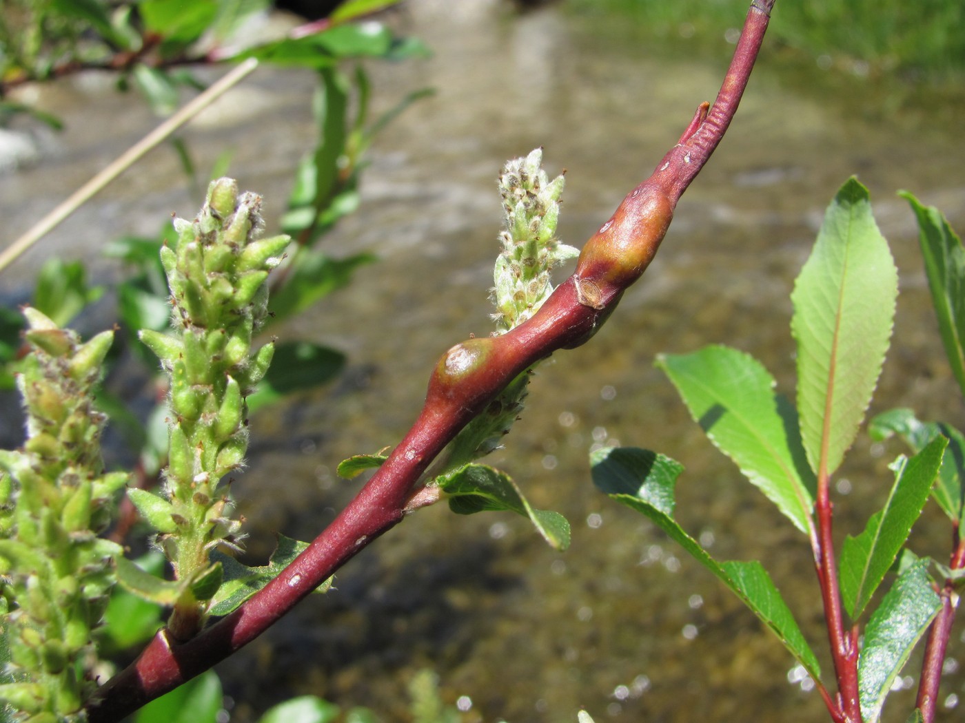 Изображение особи Salix kazbekensis.