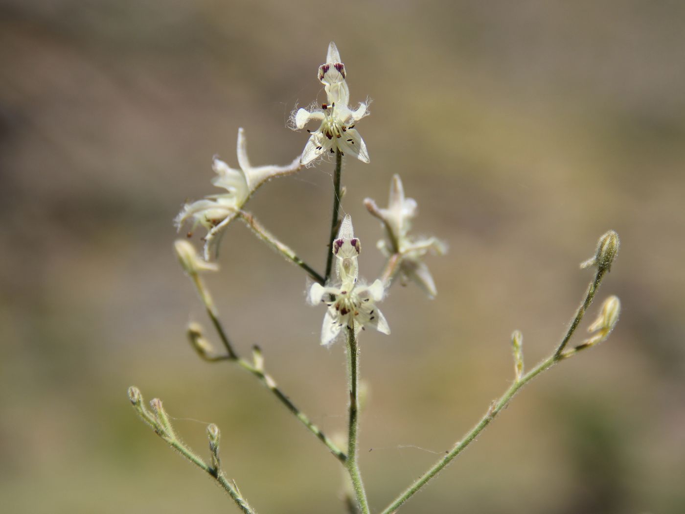 Image of Delphinium barbatum specimen.