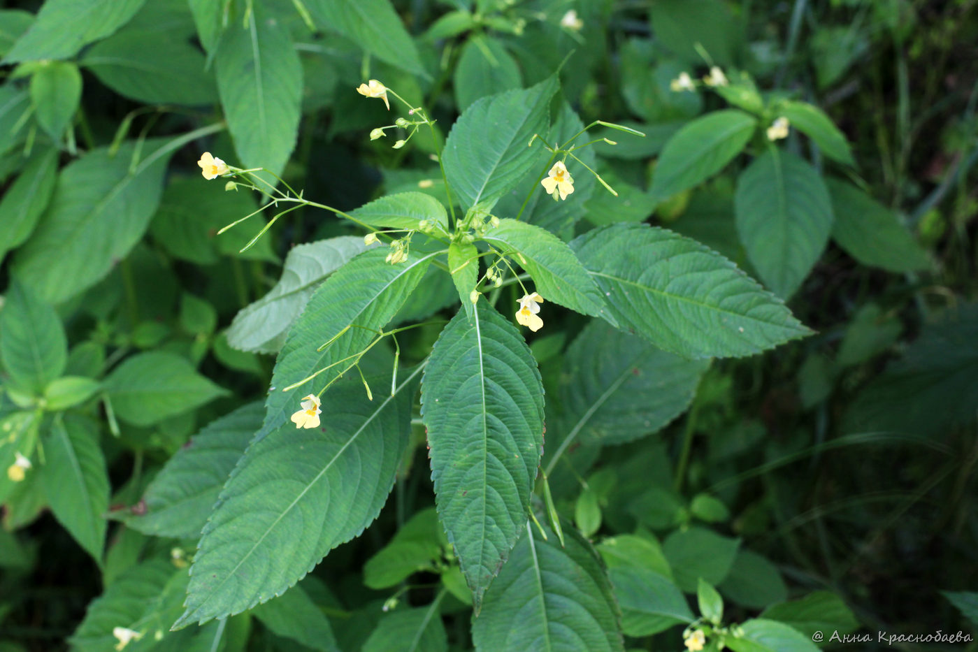 Изображение особи Impatiens parviflora.