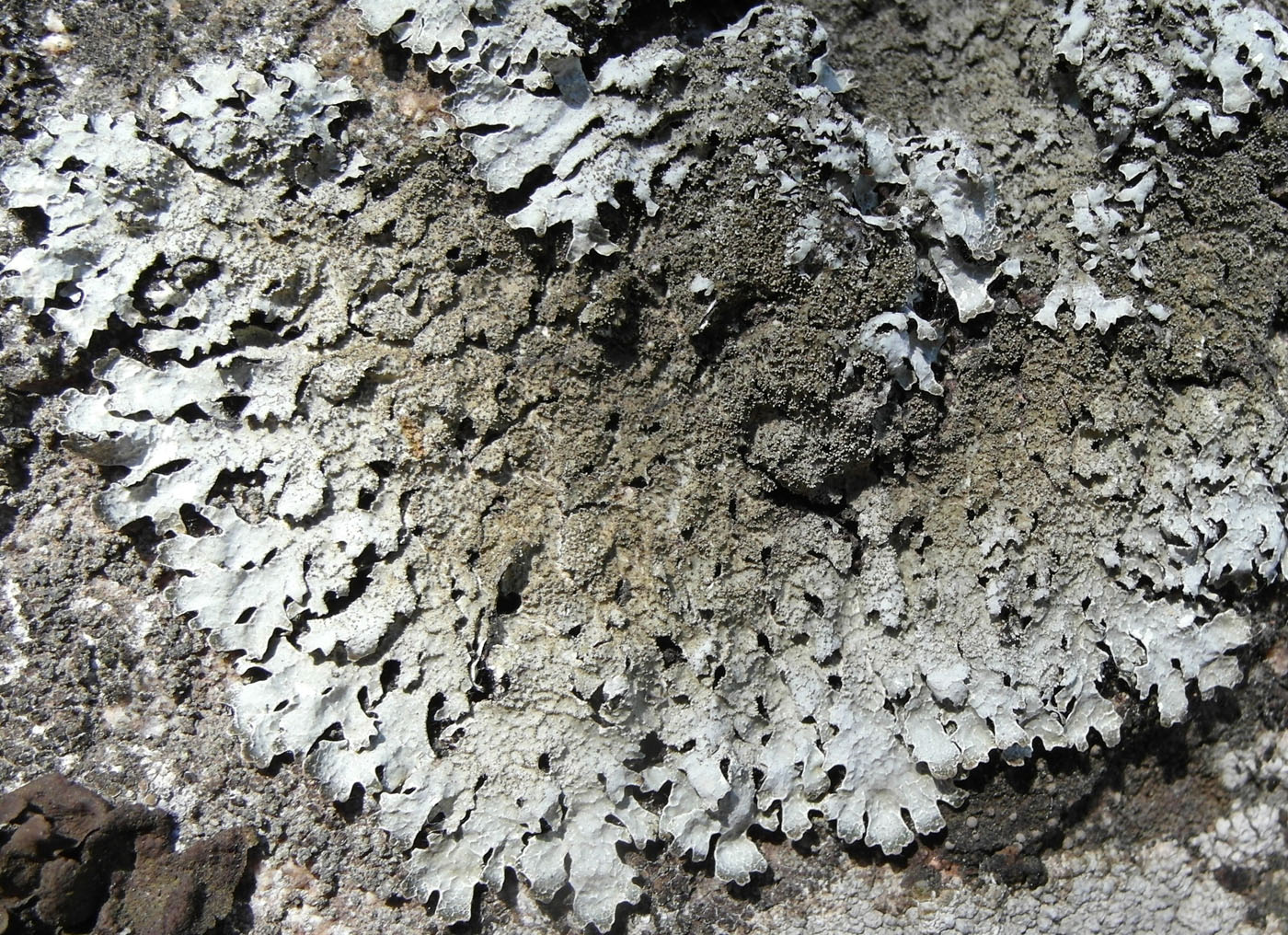 Image of Parmelia saxatilis specimen.