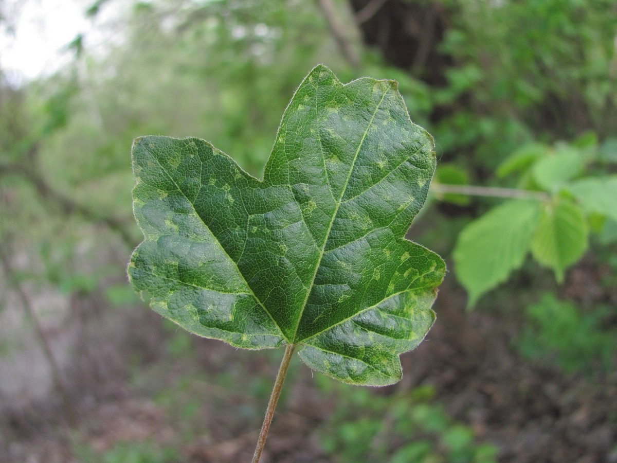 Image of Acer campestre specimen.