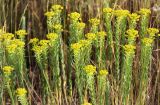 Euphorbia paralias