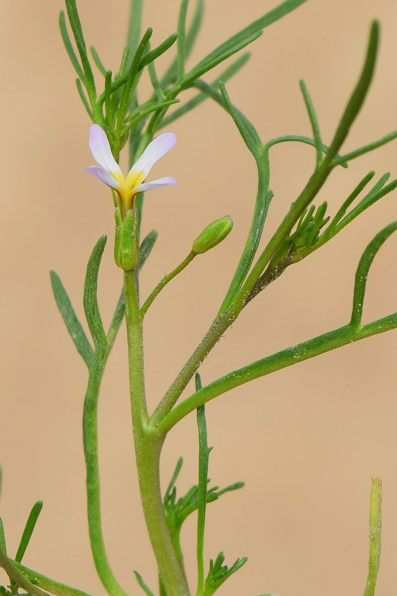 Изображение особи Leptaleum filifolium.