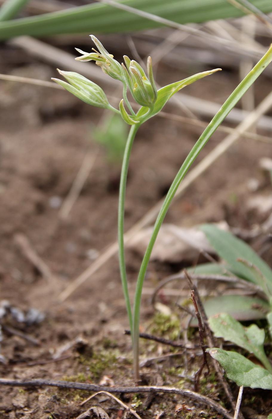 Image of Gagea fedtschenkoana specimen.