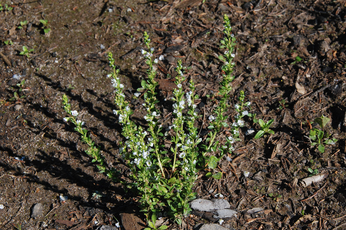 Изображение особи Veronica serpyllifolia.