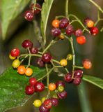 genus Psychotria
