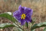 Solanum elaeagnifolium. Цветок. Греция, Эгейское море, о. Сирос, окр. пос. Фабрика (Φάμπρικα), зарастающий приусадебный участок. 03.05.2021.
