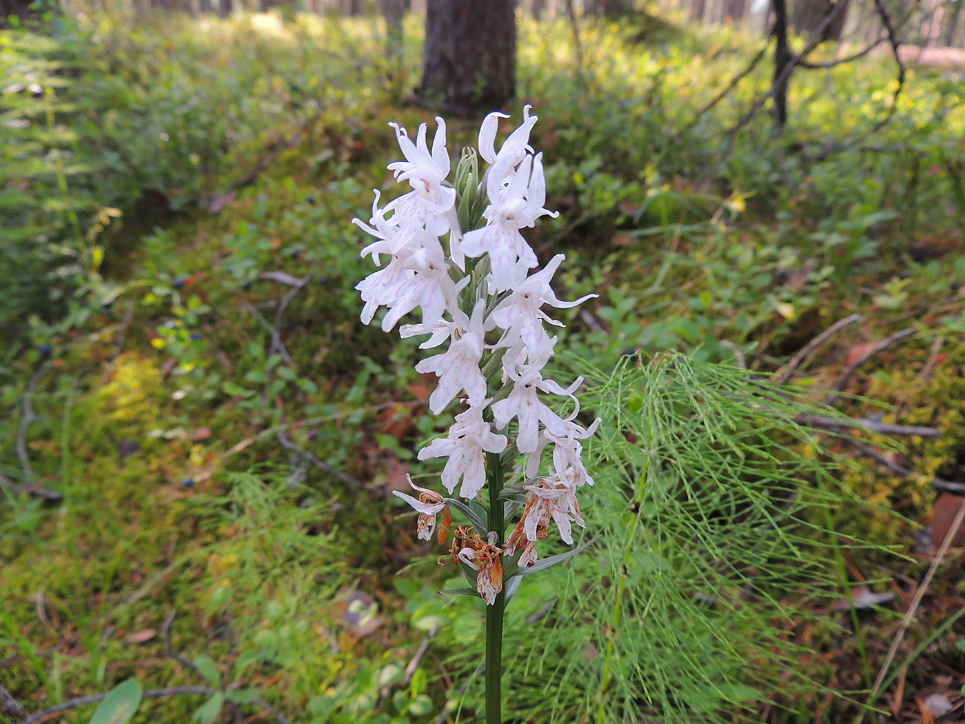 Image of Dactylorhiza fuchsii specimen.