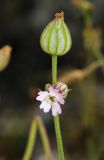 Silene obscura