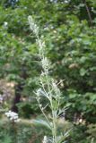 Artemisia vulgaris