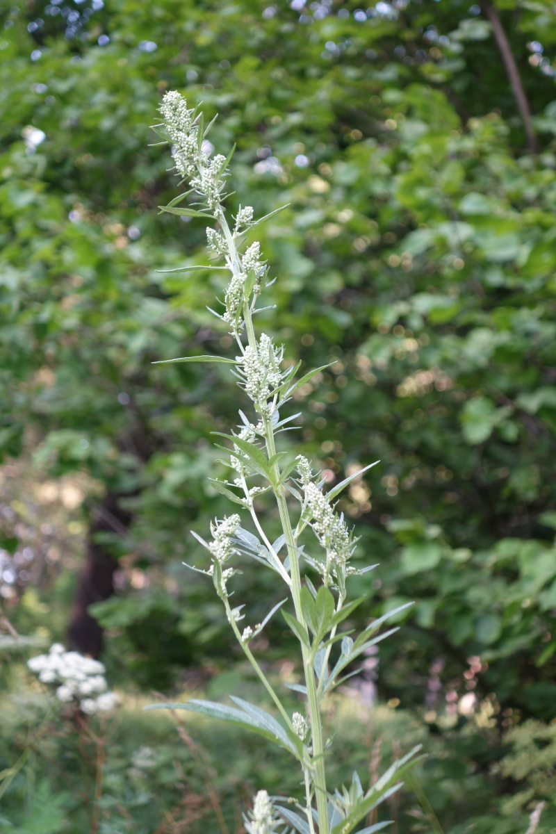 Изображение особи Artemisia vulgaris.