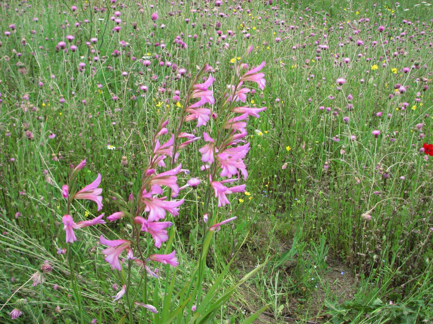 Image of Gladiolus halophilus specimen.