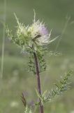 Cirsium obvallatum