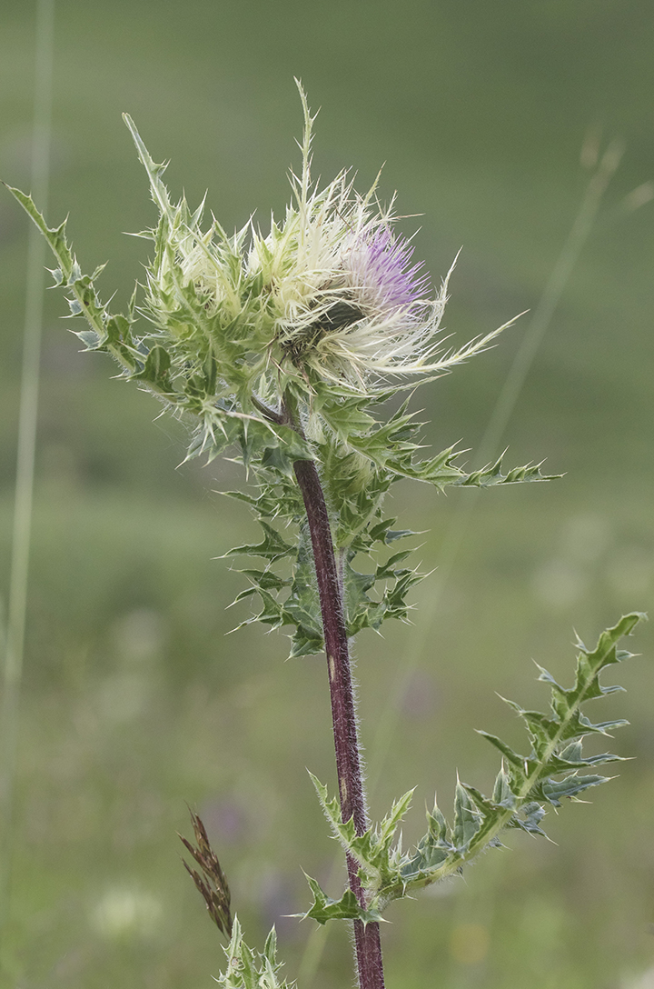 Image of Cirsium obvallatum specimen.