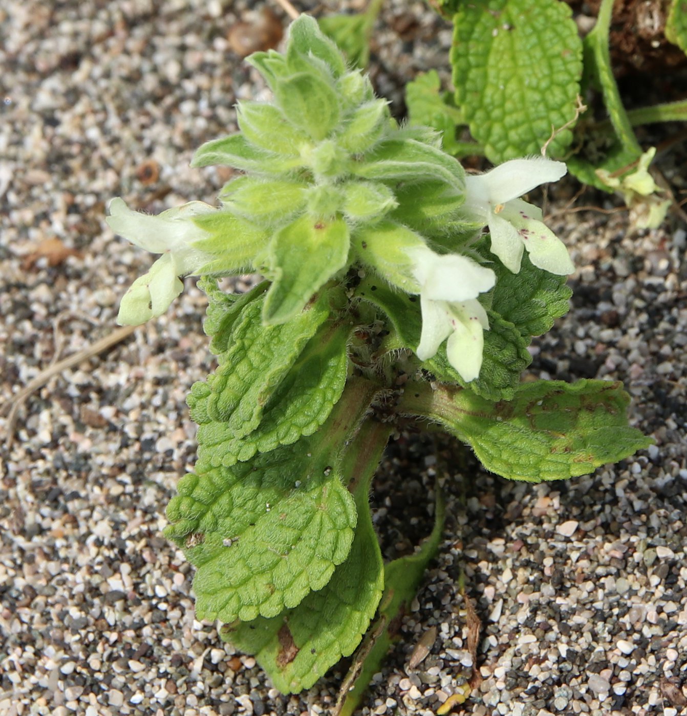 Image of Stachys maritima specimen.