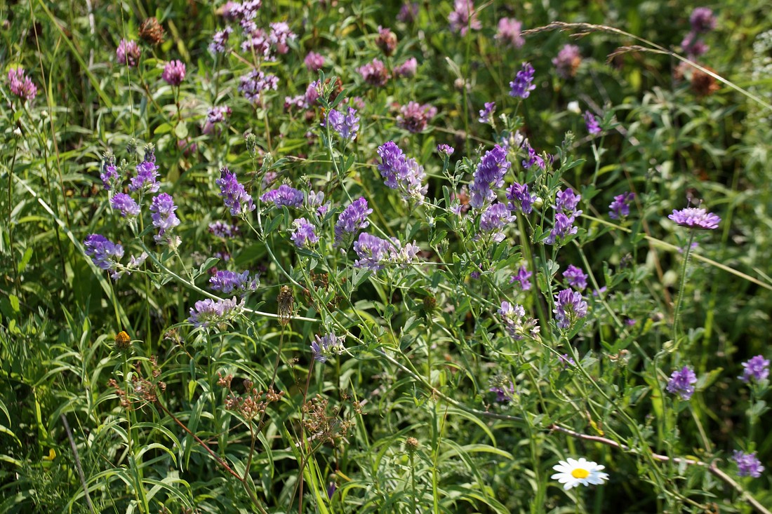 Изображение особи Medicago sativa.