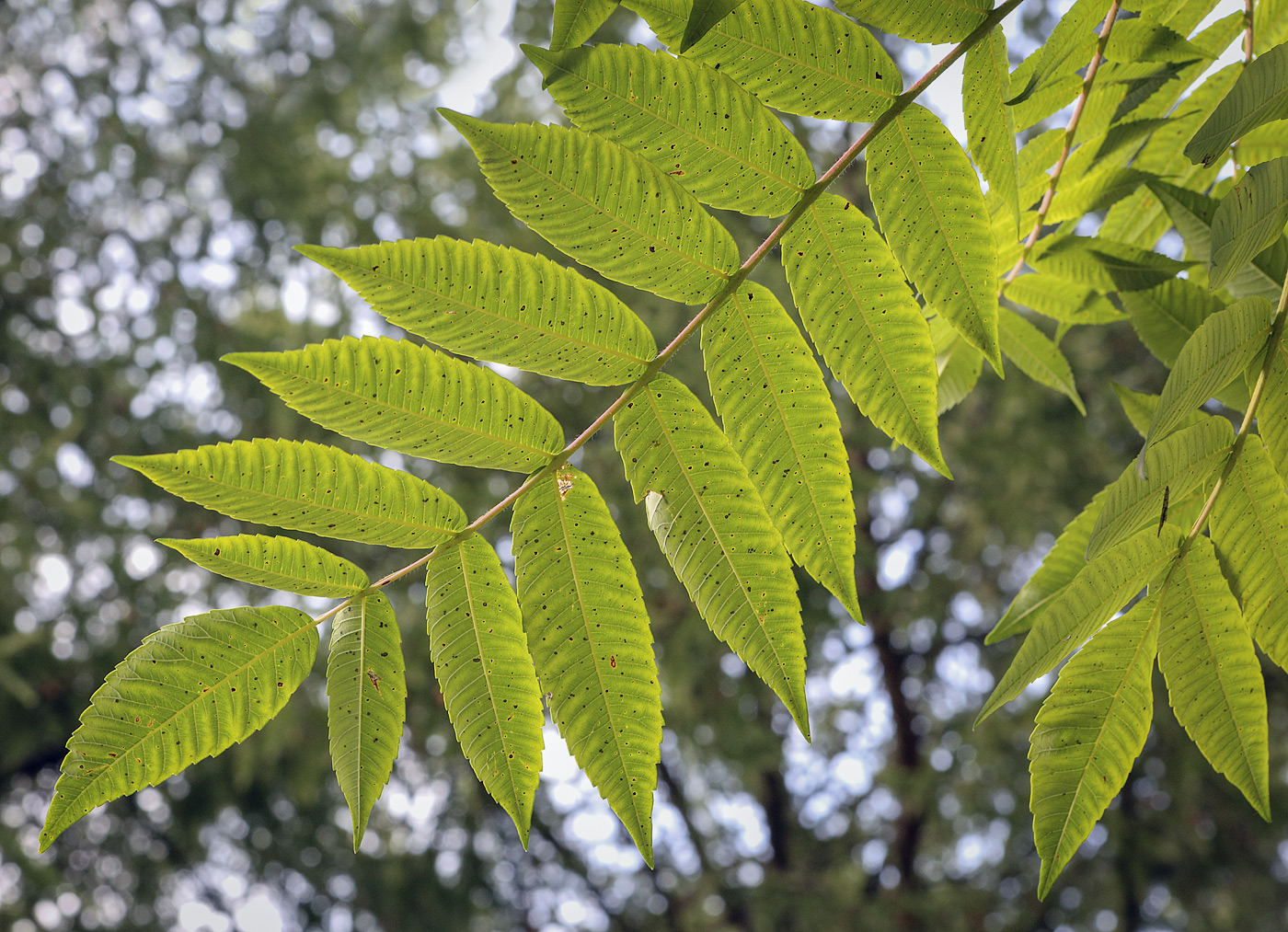 Image of Rhus typhina specimen.