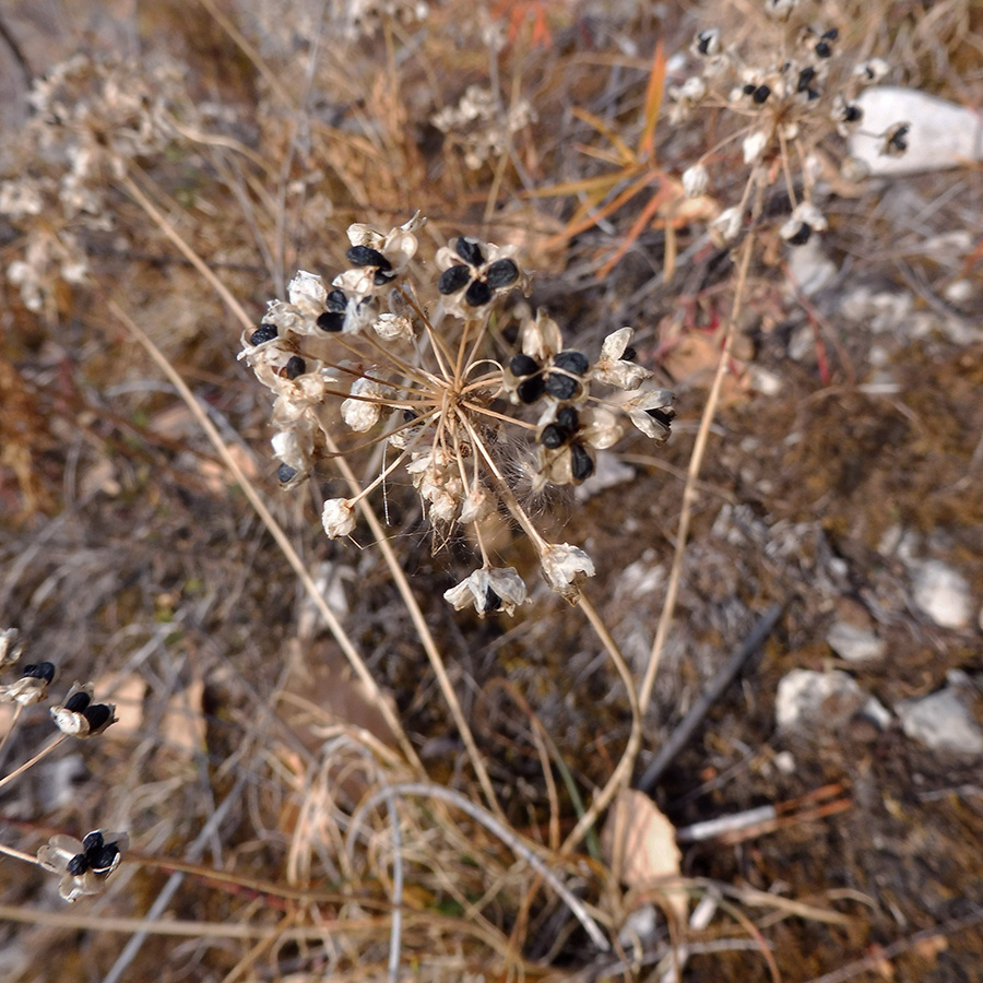 Изображение особи Allium angulosum.