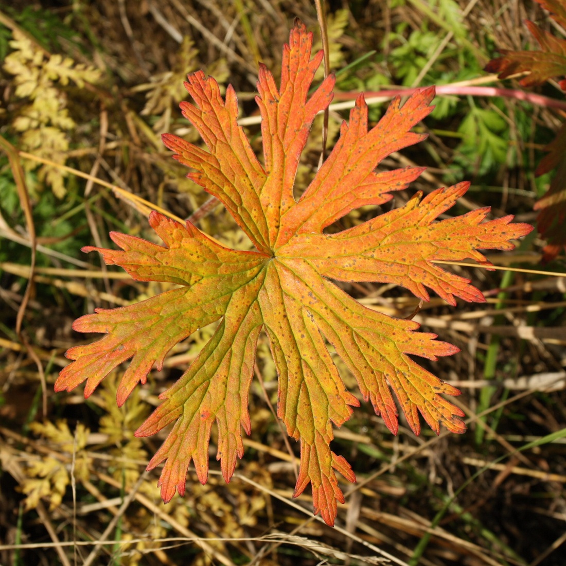 Изображение особи Geranium pratense.