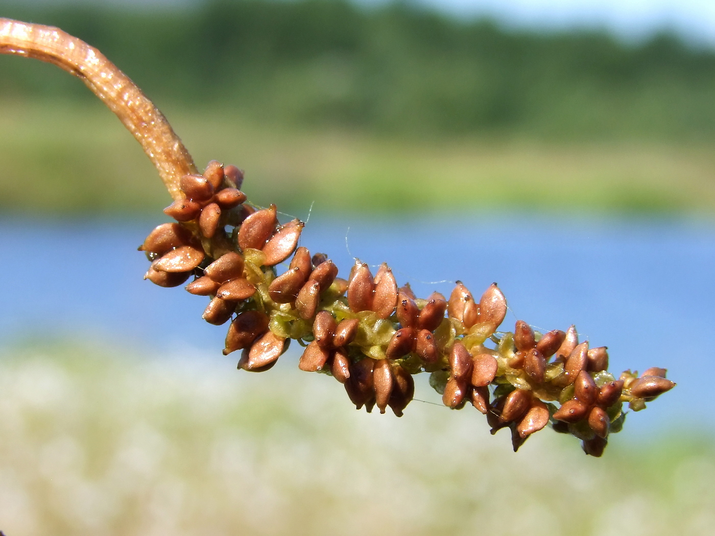 Изображение особи Potamogeton alpinus.