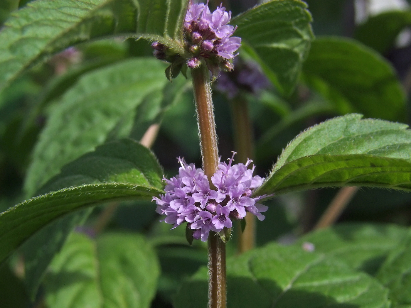 Image of Mentha canadensis specimen.