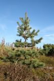 Pinus friesiana. Молодое растение (возраст - ок. 8 лет). Мурманская обл., Терский р-н, с. Кашкаранцы; Кольский п-ов, Кандалакшский берег, приморская вороничная тундра. 14.09.2021.