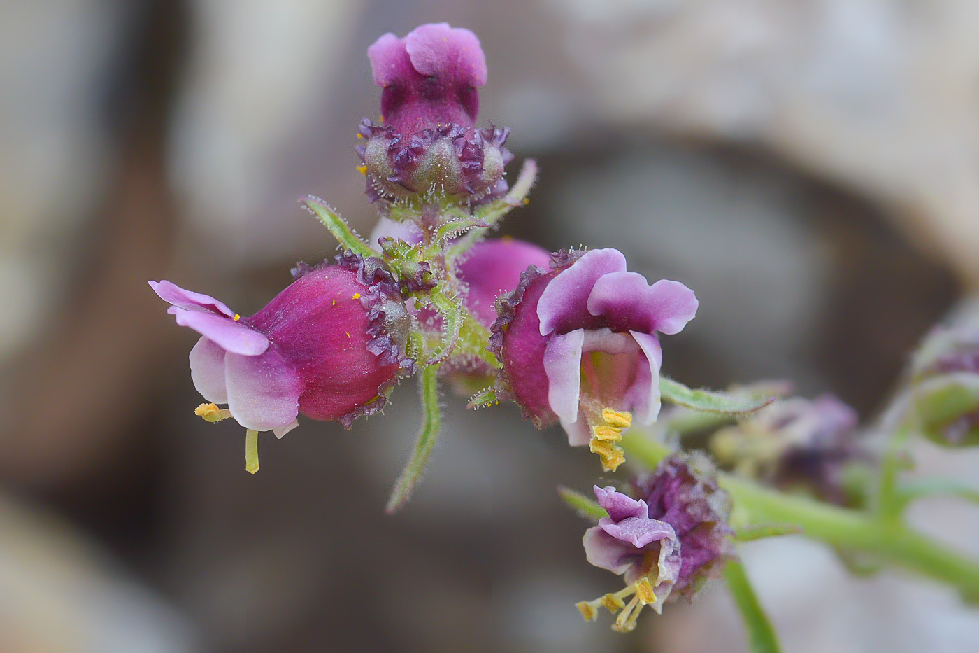 Image of Scrophularia ruprechtii specimen.