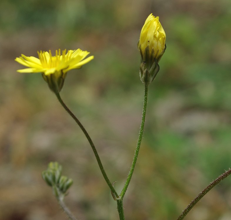 Image of Lagoseris sancta specimen.