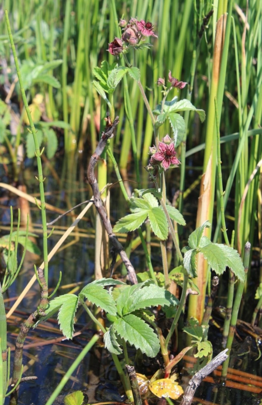 Image of Comarum palustre specimen.