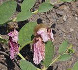 Capparis herbacea. Цветки в стадии увядания и растущий побег. Республика Крым, Алуштинский р-н, окр. с. Малореченское, береговой склон, обнажение грунта. 31.08.2021.