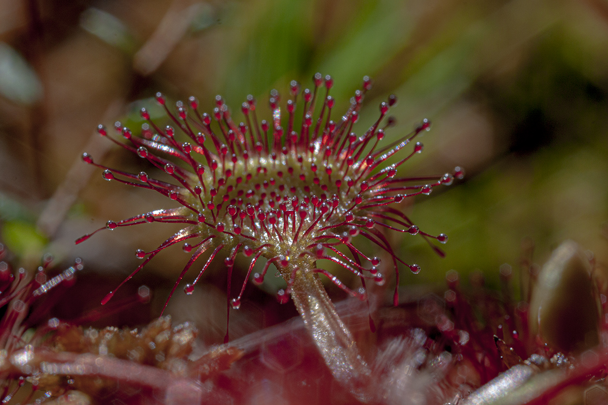 Image of Drosera rotundifolia specimen.