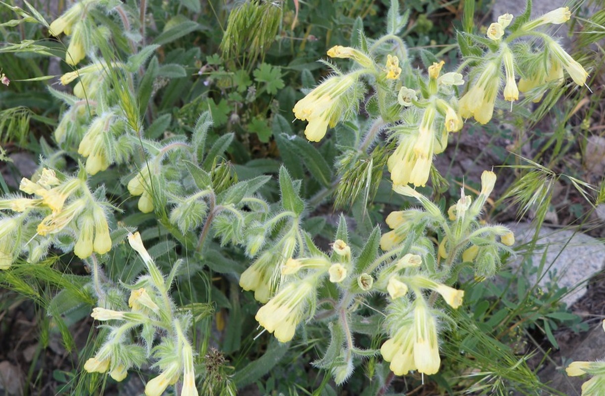 Изображение особи Onosma caucasica.