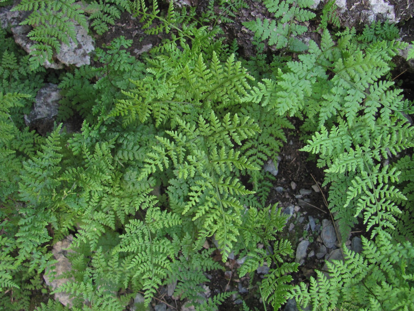 Image of Rhizomatopteris montana specimen.