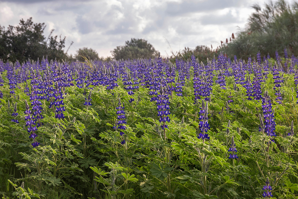 Image of Lupinus pilosus specimen.