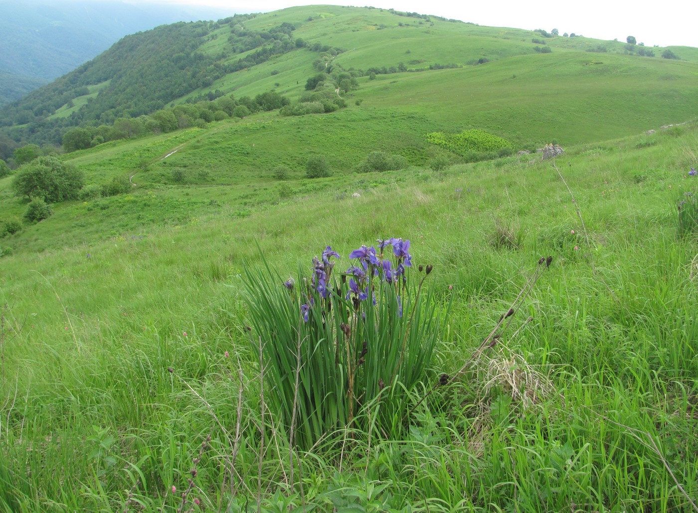 Изображение особи Iris sibirica.
