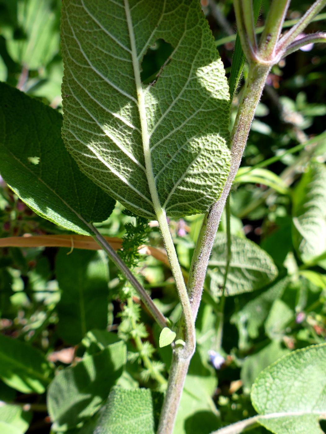 Изображение особи Salvia tomentosa.