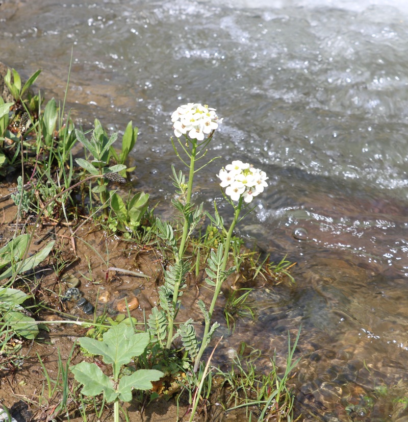 Изображение особи Cardamine uliginosa.